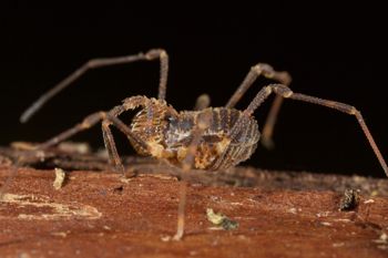 Media type: image;   Invertebrate Zoology 49771